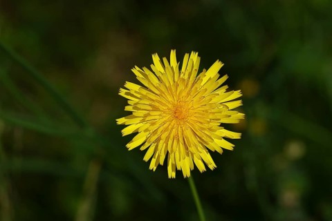 Mouse-ear hawkweed, also known as Lesser mouse-eared hawkweed or mouse-ear hawkweed (Hieracium