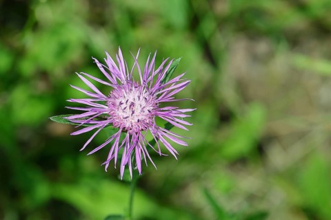 Meadow knapweed or brown knapweed (Centaurea jacea), flower, Wilnsdorf, North Rhine-Westphalia,