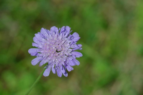 Field scabious (Knautia arvensis), card family, perennial, flowering in a meadow, Wilnsdorf, North