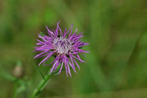 Meadow knapweed or brown knapweed (Centaurea jacea), flower, Wilnsdorf, North Rhine-Westphalia,