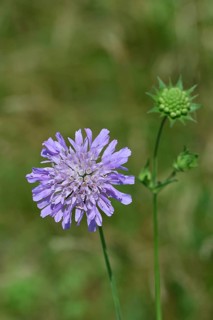 Field scabious (Knautia arvensis), card family, perennial, flowering in a meadow, Wilnsdorf, North