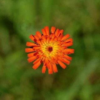 Fox-and-cubs (Hieracium aurantiacum), flower on a rough meadow, Wilnsdorf, North Rhine-Westphalia,