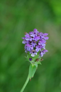 Large Self-heal (Prunella grandiflora), Large Brownelle, blue flower on a forest path, Wilnsdorf,