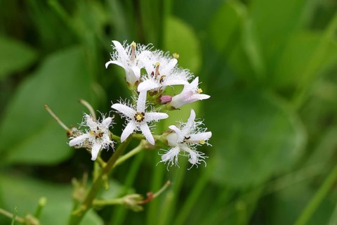 Bog bean (Menyanthes trifoliata) or bitter clover, medicinal plant, close-up of a flower in a