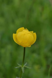 European globeflower (Trollius europaeus), yellow flower on a wet meadow, Wilnsdorf, North