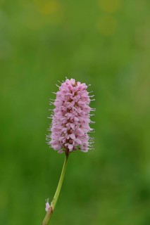 Snake knotweed or meadow knotweed (Bistorta officinalis, Persicaria bistorta), inflorescence,