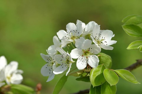 Pear blossom (Pyrus), branch with blossoms, fruit blossom, spring
