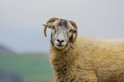Swaledale sheep, Lake Distirct, England, Great Britain