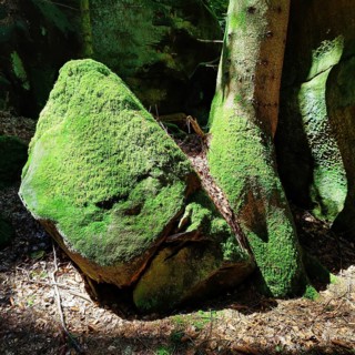 Bizarre rocks with extremely green mossy coloured sandstone in the light, Sauerschweiz, Naturpark
