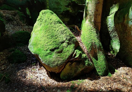 Bizarre rocks with extremely green mossy coloured sandstone in the light, Sauerschweiz, Naturpark