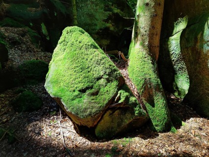 Bizarre rocks with extremely green mossy coloured sandstone in the light, Sauerschweiz, Naturpark