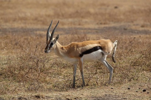 Thomson's gazelle (Gazella thomsonii), Ngorongoro Crater, Tanzania, Africa