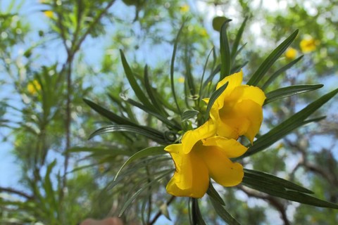 Yellow oleander (Thevetia peruviana), yellow blossom, tree, view from below, Boma Ng'ombe,