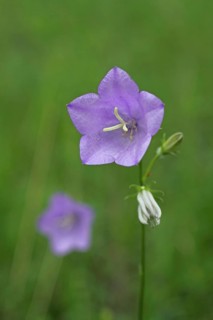 Peach-leaved bellflower (Campanula persicifolia), Kaiserstuhl, Baden-Württemberg, Germany, Europe