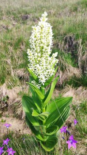 White False Helleborne (Veratrum album), Carpathians, Transylvania, Romania, Europe