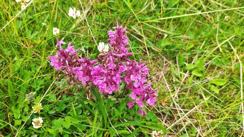 Verticillate lousewort (Pedicularis verticillata), Carpathians, Transylvania, Romania, Europe