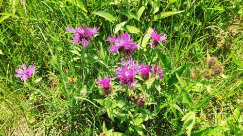 Knapweed (Centaurea spec.), Carpathians, Transylvania, Romania, Europe