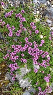 Thyme (Thymus spec.), Carpathians, Transylvania, Romania, Europe