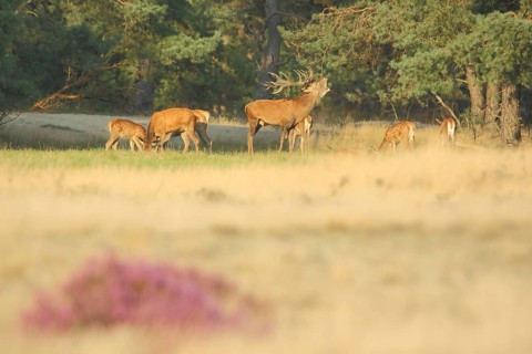 Herd of red deer (Cervus elaphus) and male red deer in rut, rut, antlers, heathland, De Hoge Veluwe