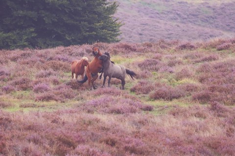 Three scuffling Icelandic horses in heathland, Icelandic pony, fighting horses, fight, landscape,