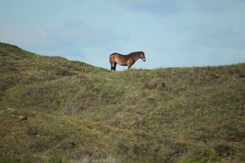 Domestic horse (Equus ferus cabullus) standing in dunes, landscape, Hoornderslag, Den Hoorn,