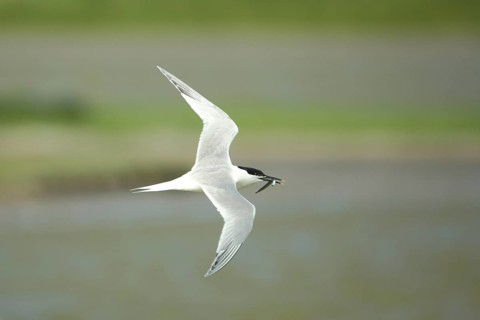 Sandwich tern (Sterna sandvicensis) in flight with food, fish, De Wagejot, Texel, North Holland,
