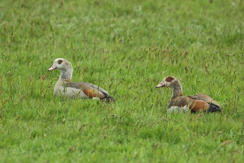 Male and female Egyptian goose (Alopochen aegyptiacus) lying in grass meadow, relaxing, two,