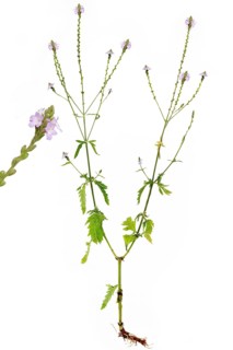 Common vervain (Verbena officinalis) with root on white background, Bavaria, Germany, Europe