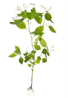 Small-flowered touch-me-not (Impatiens parviflora) on a white background, Bavaria, Germany, Europe