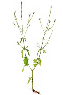 Common vervain (Verbena officinalis) with root on white background, Bavaria, Germany, Europe