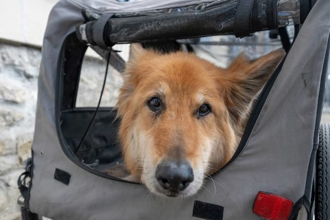 Spanish herding dog, a Pastor Garafiano, looks out of a bicycle trailer, Lower Franconia, Bavaria,