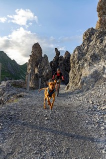 Mountain biker with traildog, man with his Vizsla on a path in the mountains, Davos, Graubünden,