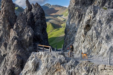 Mountain biker with traildog, man with his Vizsla on a path in the mountains, Davos, Graubünden,