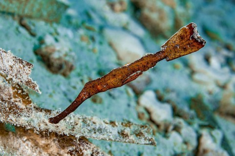 Robust ghostfish (Solenostomus cyanopterus) Seagrass ghostfish, Pacific, Indo-Pacific, Yap Island,