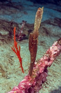 Left red coarse-snouted ghostfish (Solenostomus paegnius) Right Robust ghost pipefish (Solenostomus