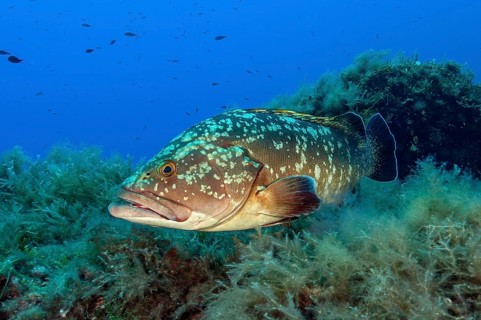 Dusky Grouper (Epinephelus marginatus), Mediterranean Sea, Majorca, Balearic Islands Balearic