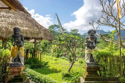 Beautiful tropical landscape. Rice fields, jungle and lots of nature on an island. Rice cultivation