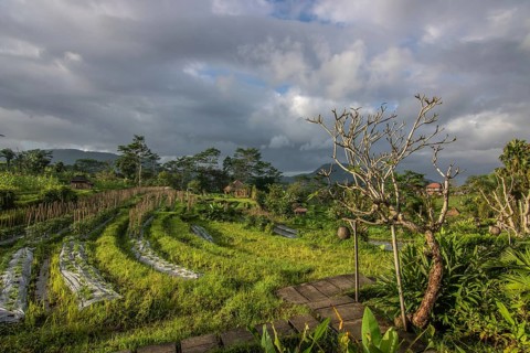 Beautiful tropical landscape. Rice fields, jungle and lots of nature on an island. Rice cultivation