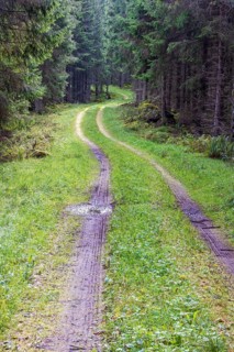 Winding dirt road in a spruce forest with water puddles and tire tracks in the mud at summer