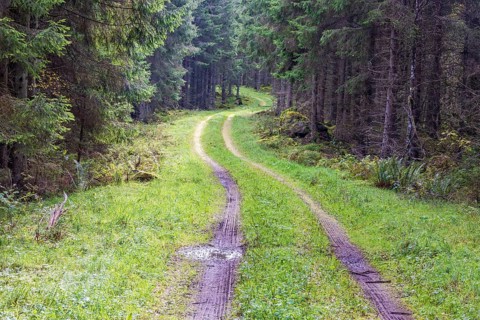 Winding dirt road in a spruce forest with water puddles and tire tracks in the mud at summer
