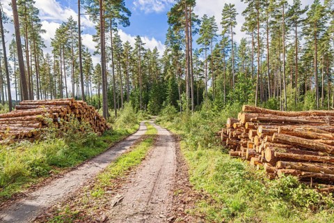Timber piles by a logging road in a pine forest a sunny summer day