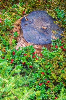 Red ripe lingonberries growing by a tree stump in a forest