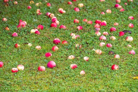 Fallen apples on the lawn in a garden