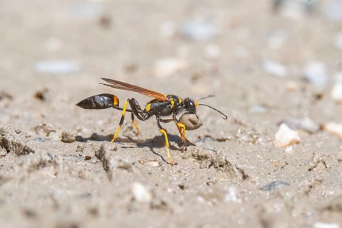 Black and yellow mud dauber (Sceliphron caementarium) looking for mud to build the nest. Bas rhin,