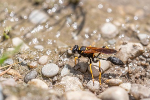 Black and yellow mud dauber (Sceliphron caementarium) looking for mud to build the nest. Bas rhin,