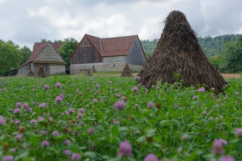 Field with clover (Trifolium) in the Hohenlohe Open-Air Museum, Wackershofen, museum village,