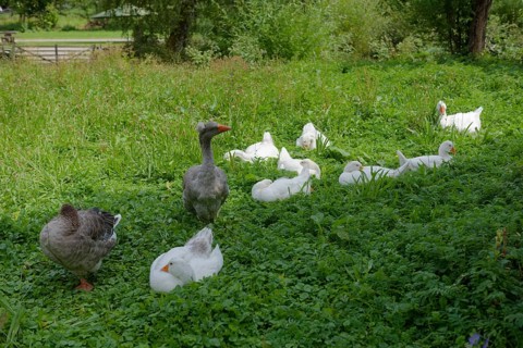Village geese with offspring at the Hohenlohe Open-Air Museum, Wackershofen, museum village,