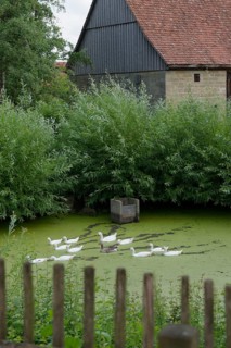 Village geese with offspring at the Hohenlohe Open-Air Museum, Wackershofen, museum village,