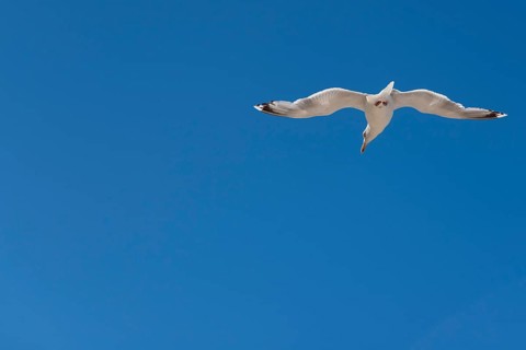 A seagull in flight in front of a clear, cloudless blue sky, Graal-Müritz, Mecklenburg-Vorpommern,