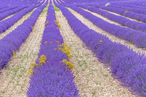 Lavender (Lavandula) listed in the inventory of intangible cultural heritage in France. Sault,